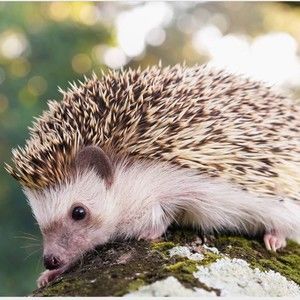 Meet your Posher, Zafer